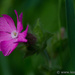 Red Campion by leonbuys83