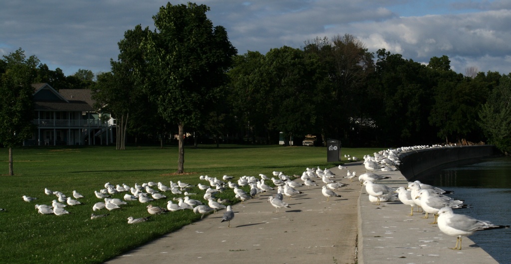 Meeting of the Gulls by mittens