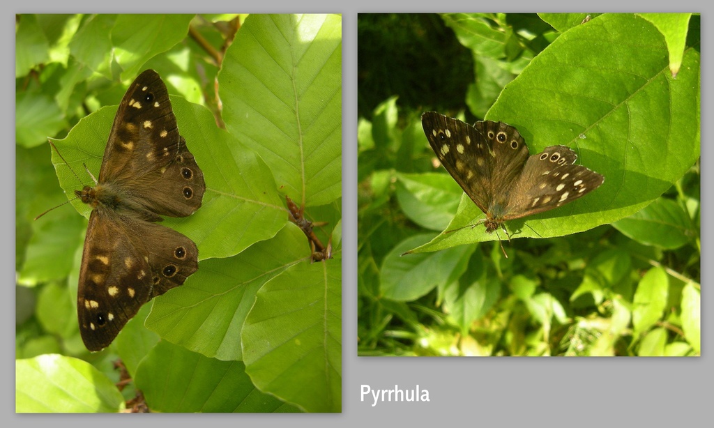 Butterfly by pyrrhula