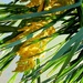 Palmin cvat by vesna0210