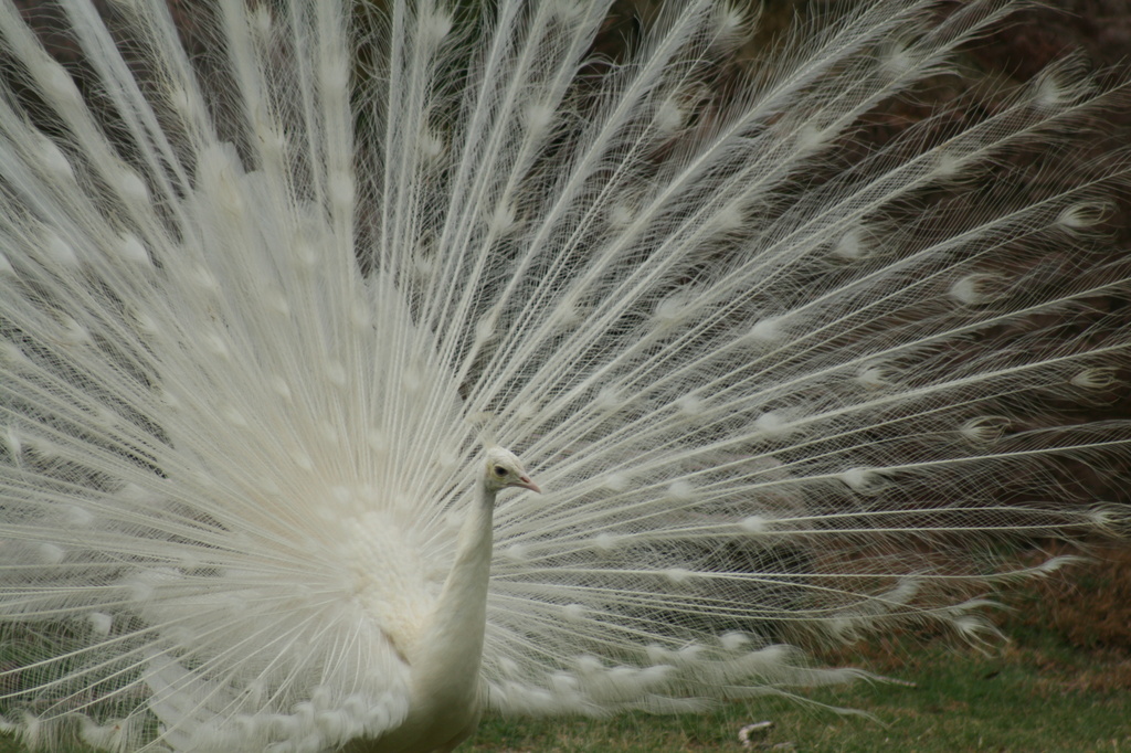 White Peacock by kerristephens