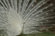 19th Aug 2013 - White Peacock