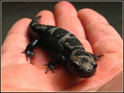 19th Aug 2013 - Marbled Salamander