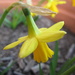 Daffodil by alia_801