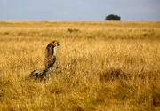 27th Jul 2013 - Start of the hunt-Masia Mara National Reserve
