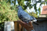 19th Aug 2013 - The black and white pigeon (sooc)