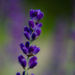 Lavender by nicoleterheide