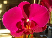 20th Aug 2013 - Orchid