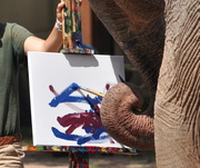 20th Aug 2013 - Artwork....by an elephant