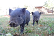 8th Aug 2013 - Pigs
