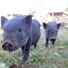 Pigs by pavlina