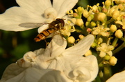 21st Aug 2013 - Hoverfly landed