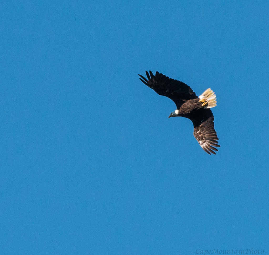 Bald Eagle Flying Over Tahkenitch Lake  by jgpittenger