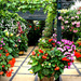 Greenhouse & Patio  by tonygig