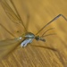 Crane Fly. by gamelee