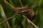 20th Aug 2013 - Grasshopper