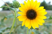 20th Aug 2013 - Sunflower
