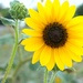 Sunflower by judyc57
