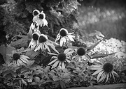 14th Aug 2013 - Coneflowers in B & W