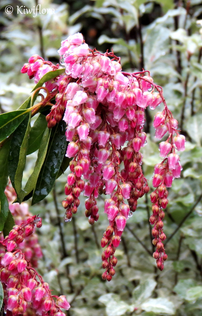 Pieris japonica 'Flamingo' by kiwiflora