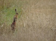 8th Aug 2013 - The hare and the pheasant