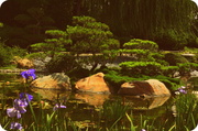 20th Aug 2013 - Japanese Gardens