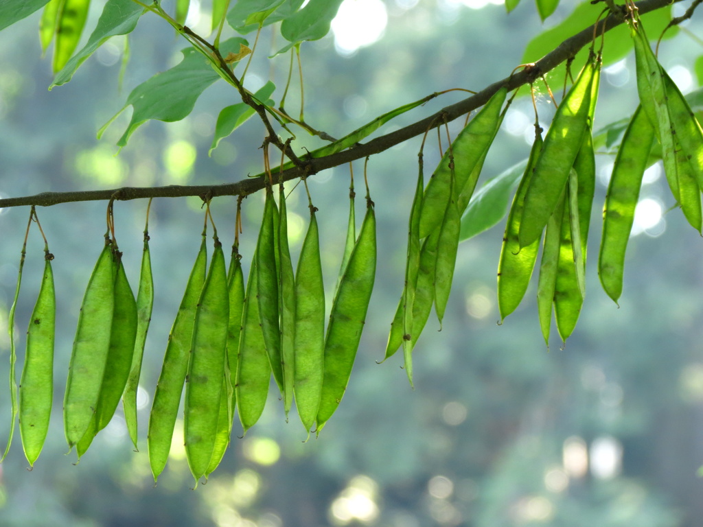 Quiet Windchime by juliedduncan