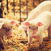 pigs ;D by walia