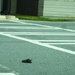 shoe in the road by margonaut