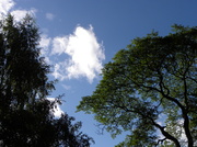 18th Aug 2013 - Sky and Trees
