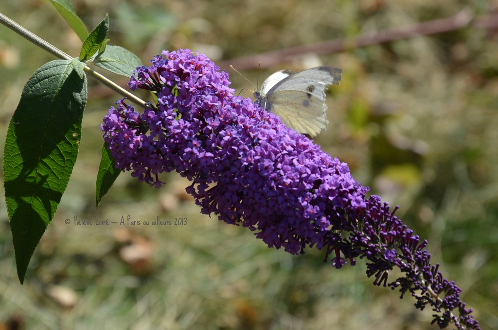 butterfly-bush by parisouailleurs