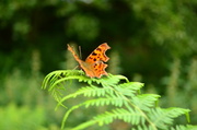 22nd Aug 2013 - Butterfly and fern