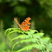 Butterfly and fern by ziggy77
