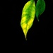 (Day 188) - Gamma Leaf by cjphoto