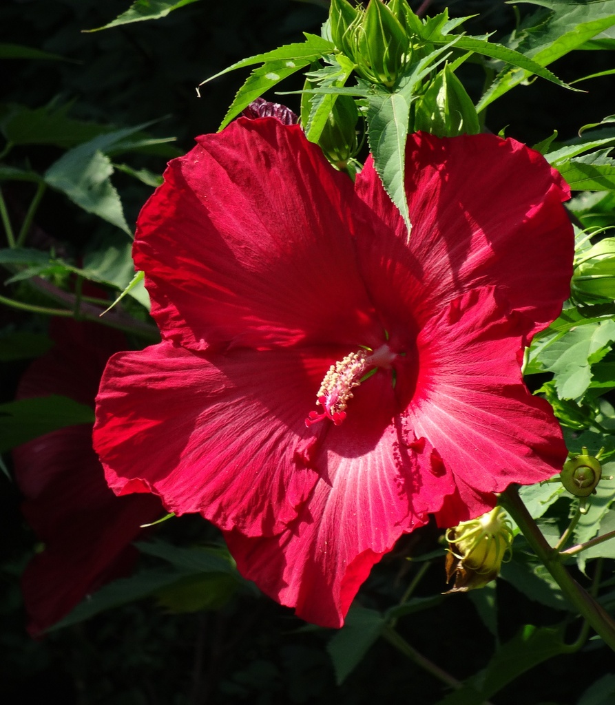 Day 78 Hibiscus by rminer