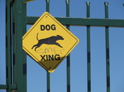 21st Aug 2013 - Dog Crossing