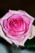 21st Aug 2013 - Pink rose
