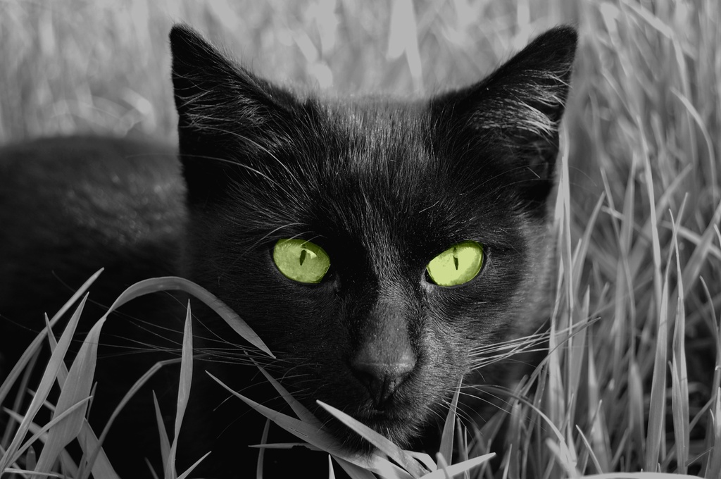 Green-eyed darling by pavlina