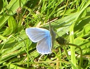 21st Aug 2013 - Blue Butterfly