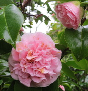 22nd Aug 2013 - Camellia 'Debutante'
