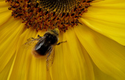 21st Aug 2013 - Sunflower macro