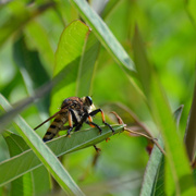 21st Aug 2013 - Robber Fly                                        