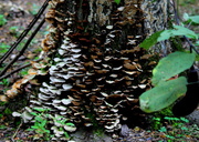 2nd Aug 2013 - Fungi and Lichens