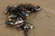 19th Aug 2013 - Bouillabaisse