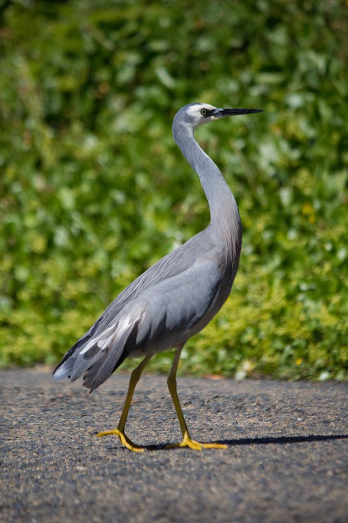 White faced heron by goosemanning