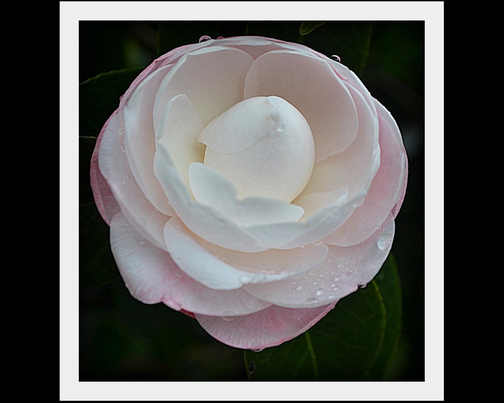 Camellia by julzmaioro