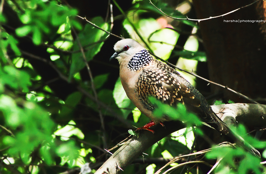 Bird! by harsha