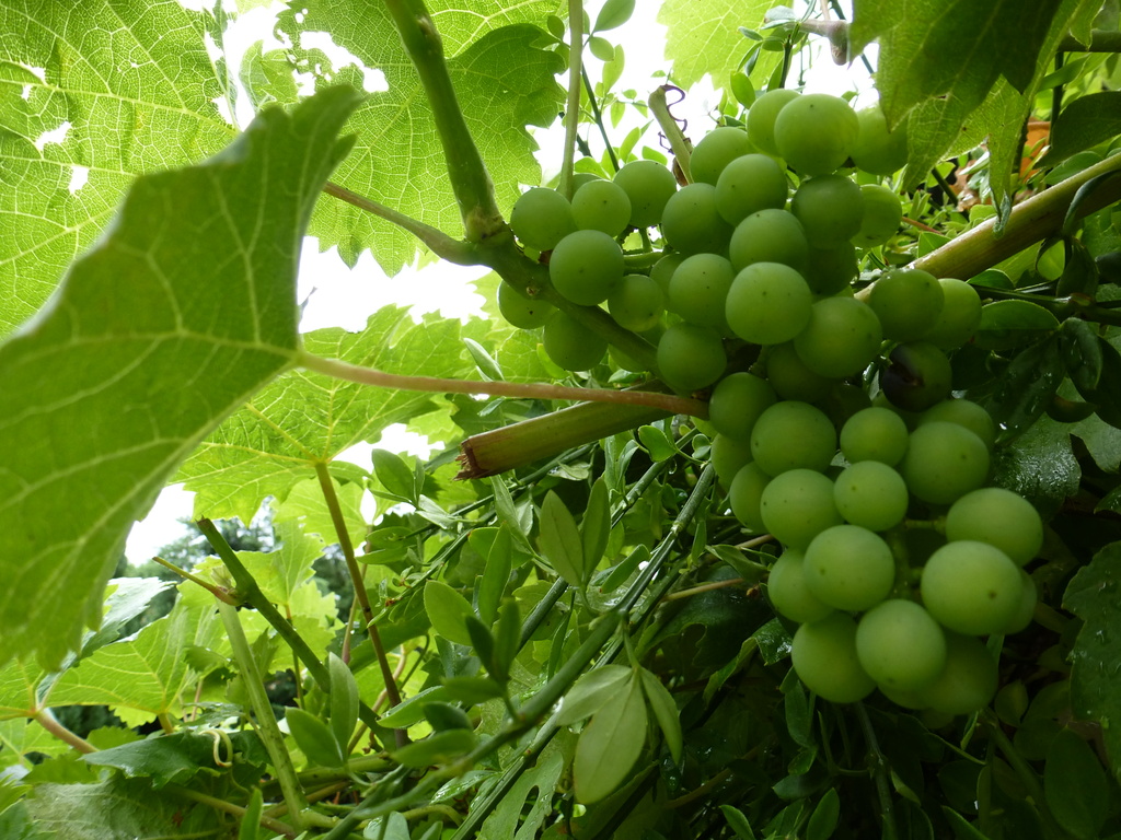 and the grapes are doing well this year.......... by quietpurplehaze