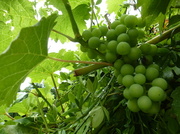 22nd Aug 2013 - and the grapes are doing well this year..........