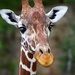 Just a Giraffe Kind of Day by exposure4u